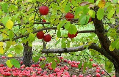 apples1