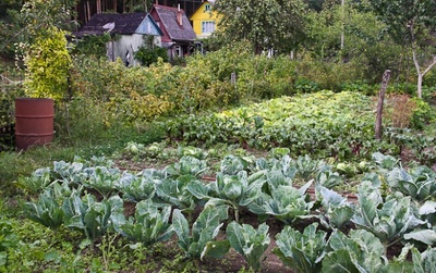 kalin_obsch_ogorod